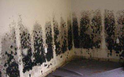 Black Mold: Peril or Prosaic?