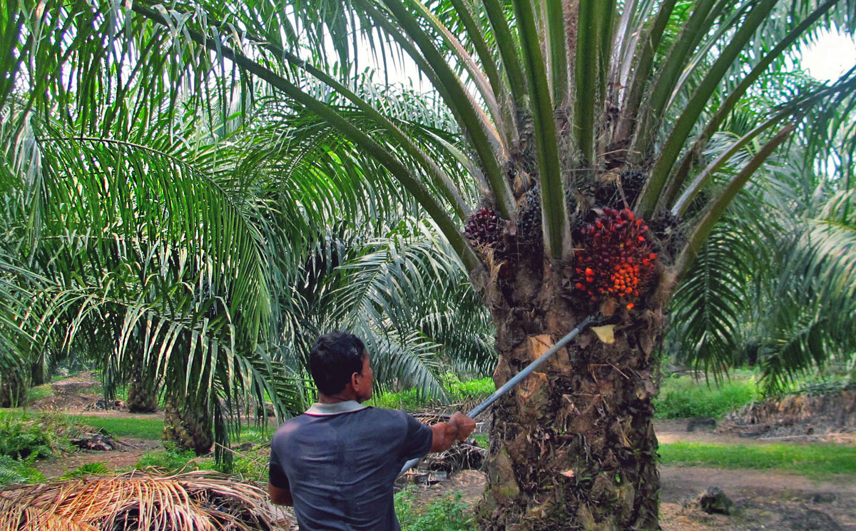 palm-oil-facts-and-fiction