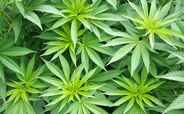420: The Cannabis Code