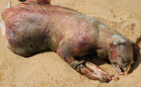 Student Questions: The Montauk Monster and Bee Sting Therapy