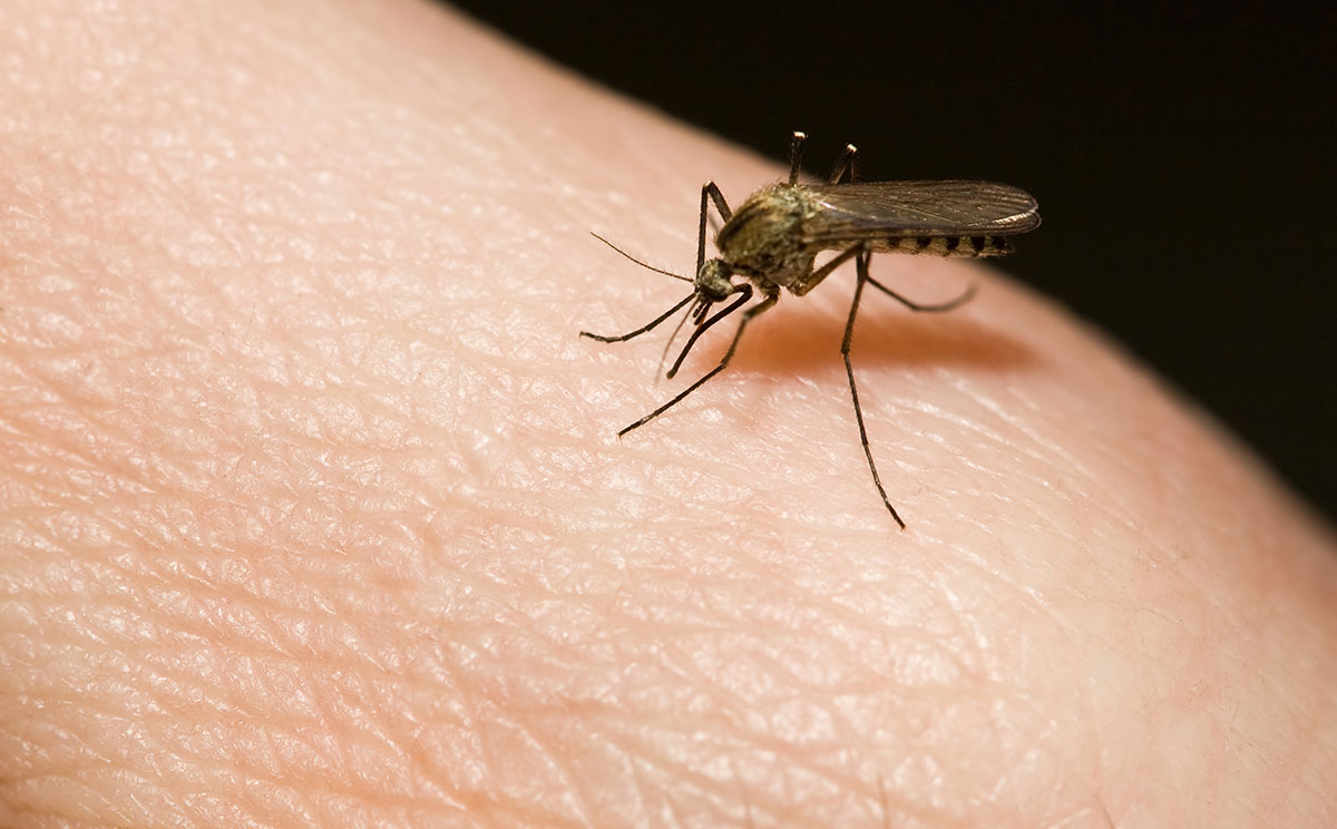 Student Questions: Mosquito Repellent and Einstein's Gestation