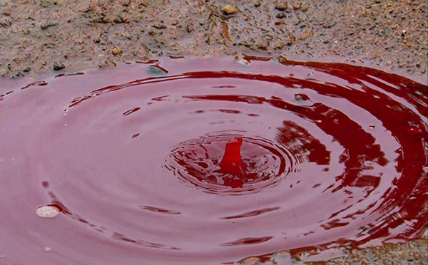 Alien Downpour: The Red Rain of India