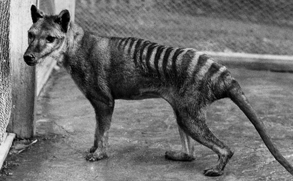 Tracking the Tasmanian Tiger