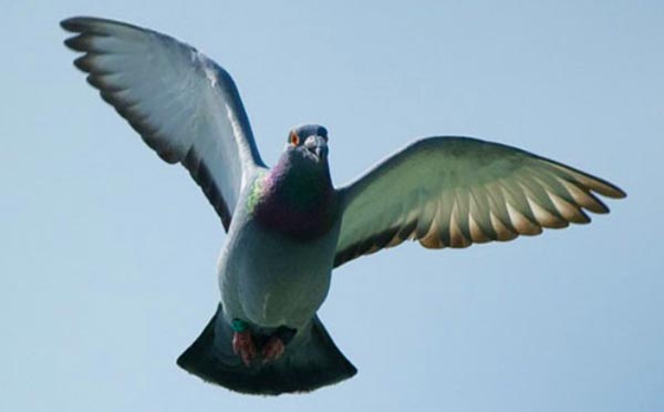 How Do Homing Pigeons Navigate?