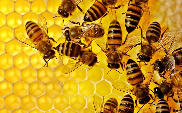 Colony Collapse Disorder: Science and Pseudoscience