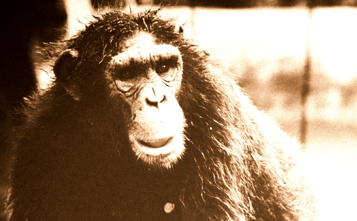 The Bili Ape of the Congo