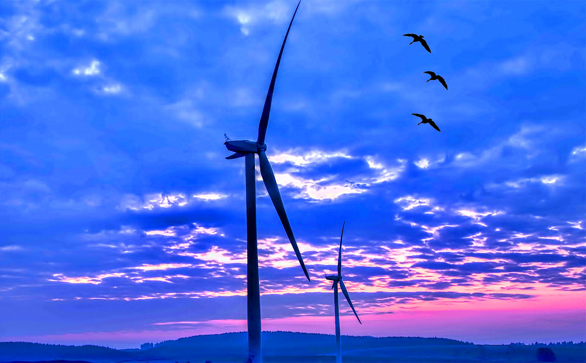 Wind Turbines and Birds