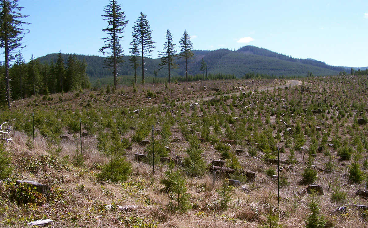 All About Clearcutting