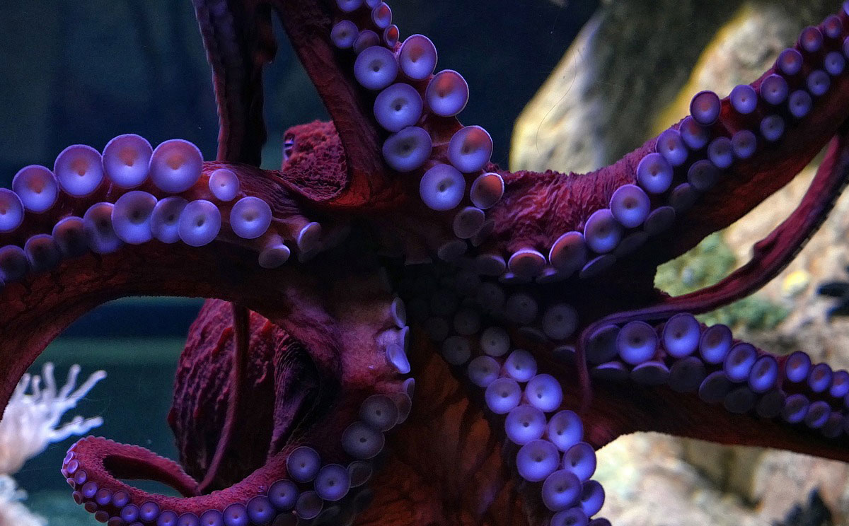 Alien Octopi